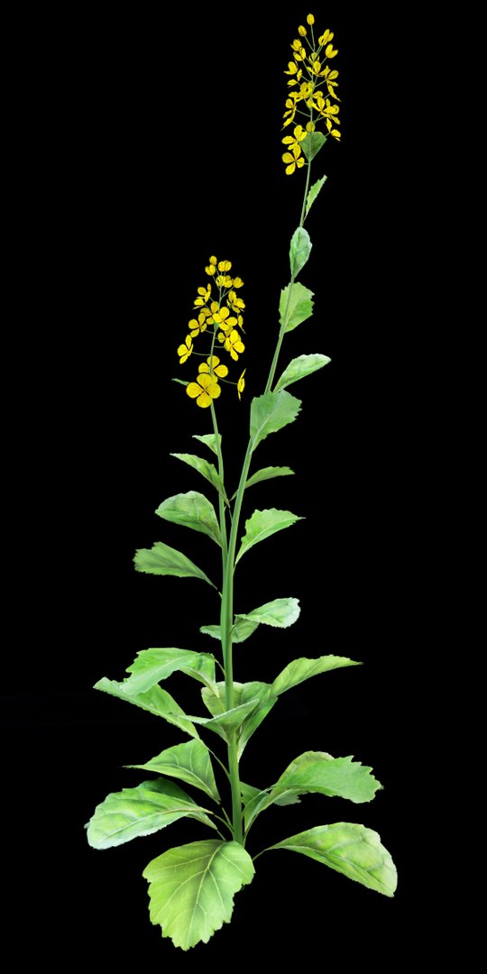 rapeseed brassica napus 3d model https://p.turbosquid.com/ts-thumb/Mu/DP2iz9/QKSKLr1M/rapeseed_2/jpg/1386327109/1920x1080/fit_q87/0e4df5b4544f16f665c5b9f6b8ef48439c6e6fbd/rapeseed_2.jpg
