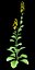 Rapeseed Brassica napus