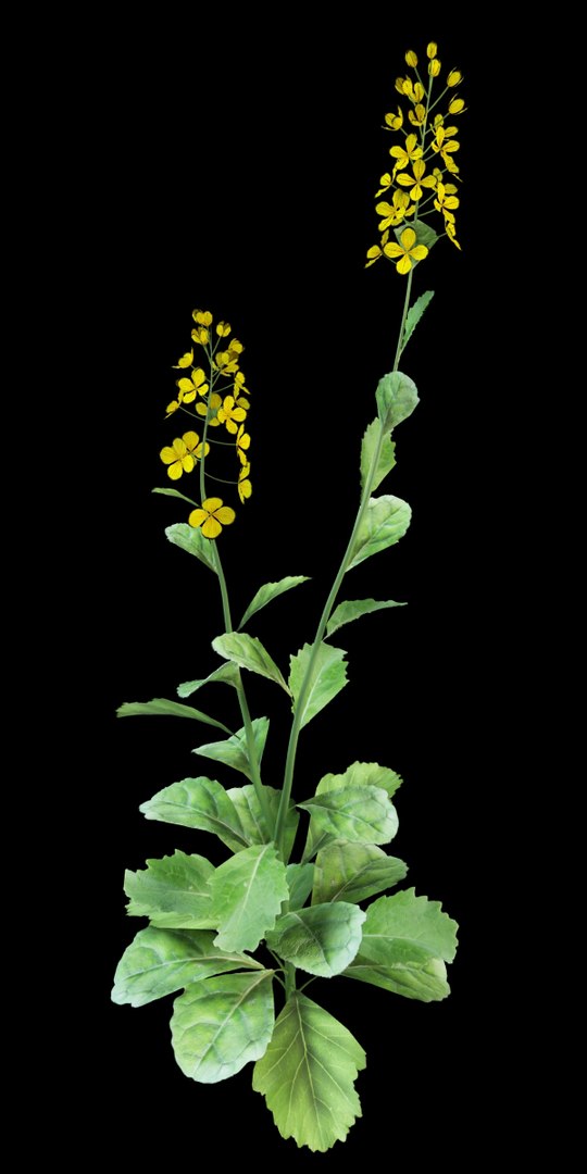rapeseed brassica napus 3d model https://p.turbosquid.com/ts-thumb/Mu/DP2iz9/rgPNaaup/rapeseed_1/jpg/1386327109/1920x1080/fit_q87/68197be0c872551d4943e42d886764c00451724d/rapeseed_1.jpg