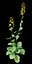 Rapeseed Brassica napus