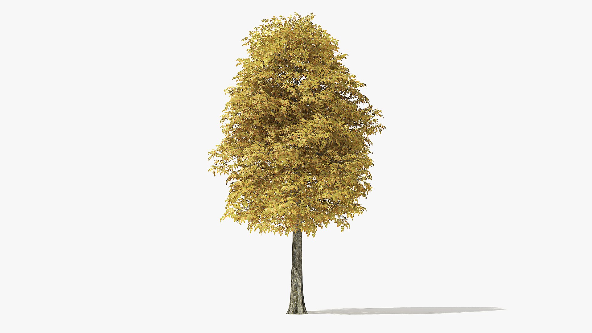 autumn rock elm tree 3D https://p.turbosquid.com/ts-thumb/Mu/DTNGUl/KN1nNZ1B/10_meter_autumn_rock_elm_tree_turntable_000000/jpg/1572118970/1920x1080/fit_q87/6f8a99534513f741bc265ddb56e5adfccf71c92e/10_meter_autumn_rock_elm_tree_turntable_000000.jpg