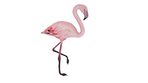 3D flamingo rigged model