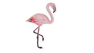 Realistic Rigged Low Poly Flamingo