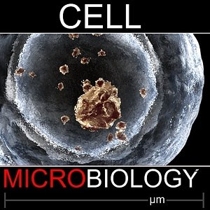MegaKaryocyte