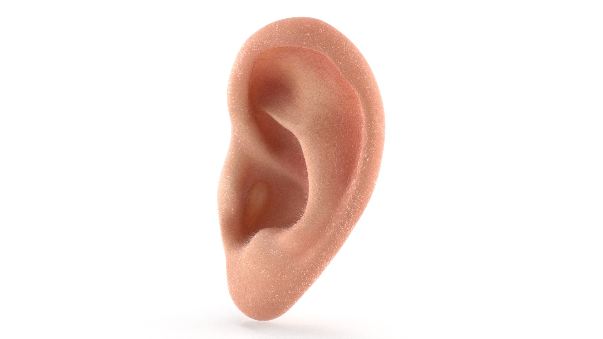 Realistic Human Ear Left Fur 3D model preview