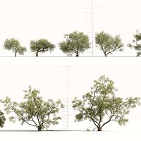 Olea europaea big - Olive Tree 3D model