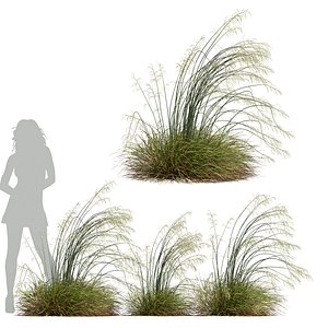 HQ Plants Stipa arundinacea Sweet Grass Windy 3D