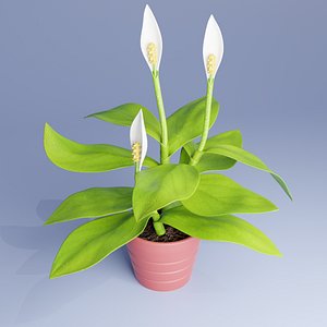 3D spatifillum plant pot model