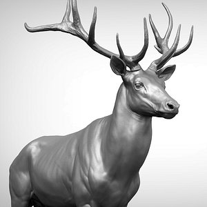 Red Deer StagElk