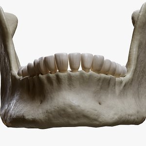 Human Jaw Anatomy 3D