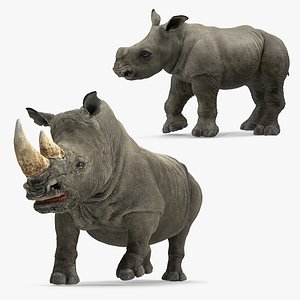 rigged rhinos model