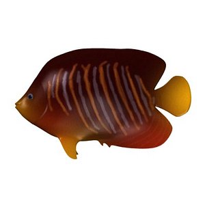 tropical fish 3d model