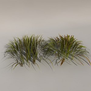 Grass