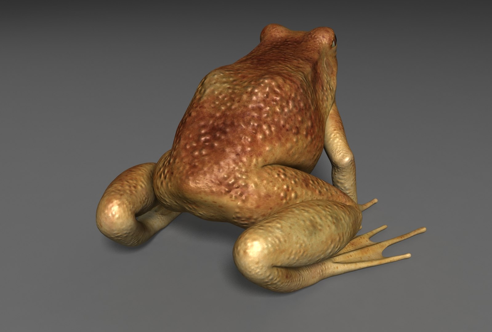 x toad toa https://p.turbosquid.com/ts-thumb/Mv/9lTkbK/CCAYDQ4v/toad_04/jpg/1487488912/1920x1080/fit_q87/7c04281d18bea09fc2f8baf76fe67373b108a778/toad_04.jpg