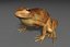 toad
