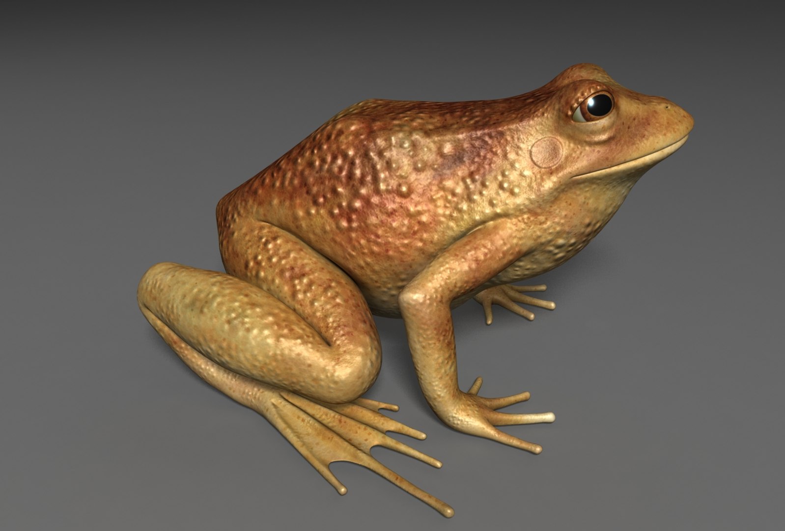 x toad toa https://p.turbosquid.com/ts-thumb/Mv/9lTkbK/PQRUhDD3/toad_05/jpg/1487488912/1920x1080/fit_q87/808ecf3d9f4ea2a9c4933c4f7f46d9641f5bddf6/toad_05.jpg