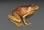 toad