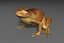 toad