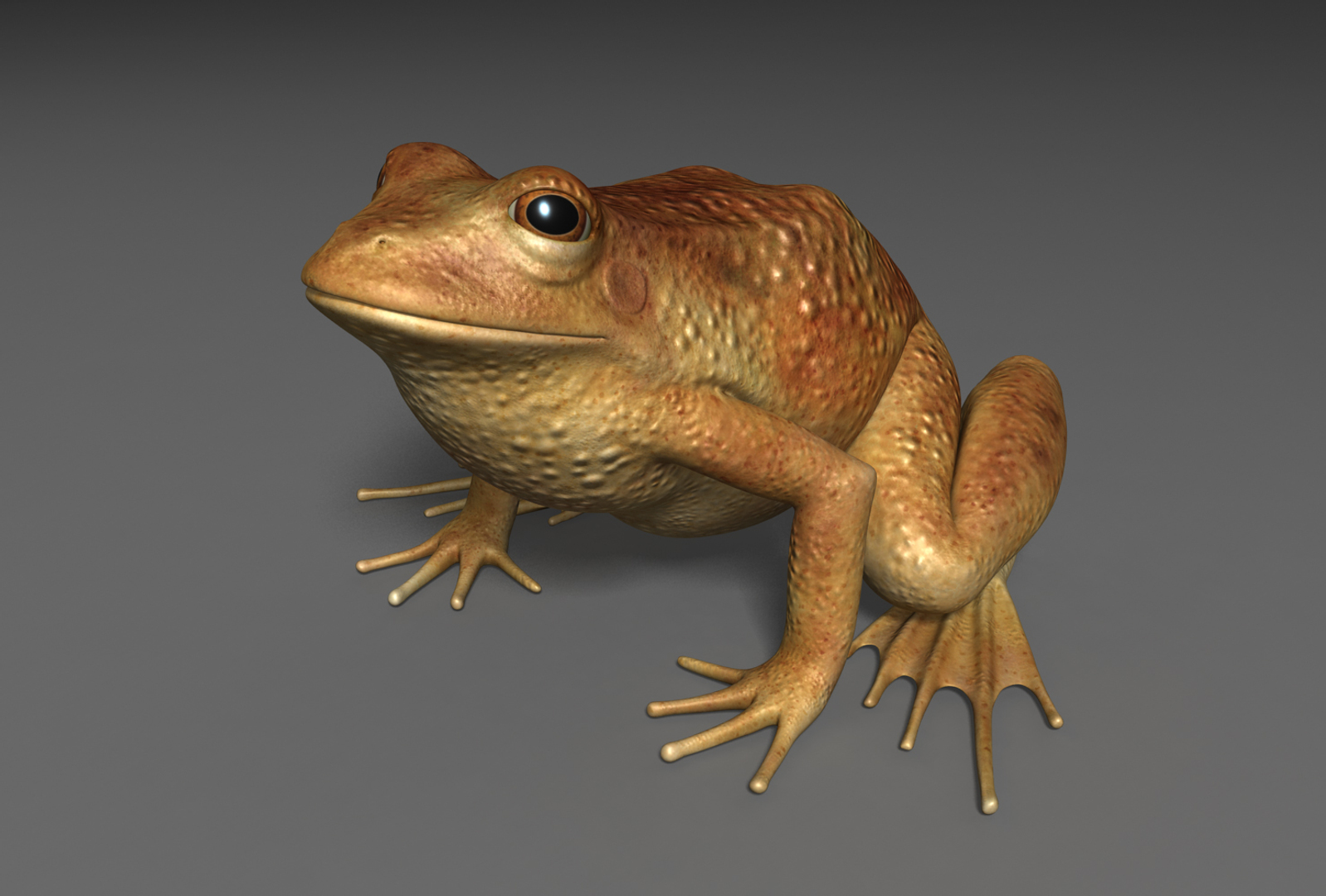 x toad toa https://p.turbosquid.com/ts-thumb/Mv/9lTkbK/THtRNV9I/toad/jpg/1487515138/1920x1080/turn_fit_q99/588d82c0f21ec94c39fee4cc39806482f3fbbe66/toad-1.jpg