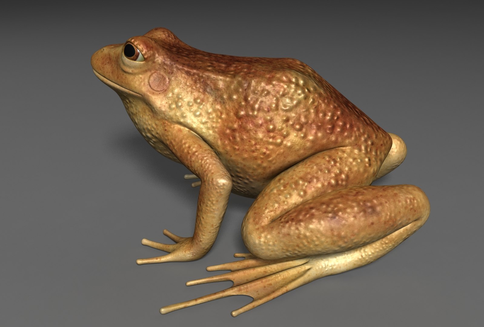 x toad toa https://p.turbosquid.com/ts-thumb/Mv/9lTkbK/ook1gNW9/toad_03/jpg/1487488912/1920x1080/fit_q87/8676030ec02790cc7b161a2594efee697eea56cd/toad_03.jpg