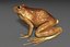 toad