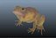 toad