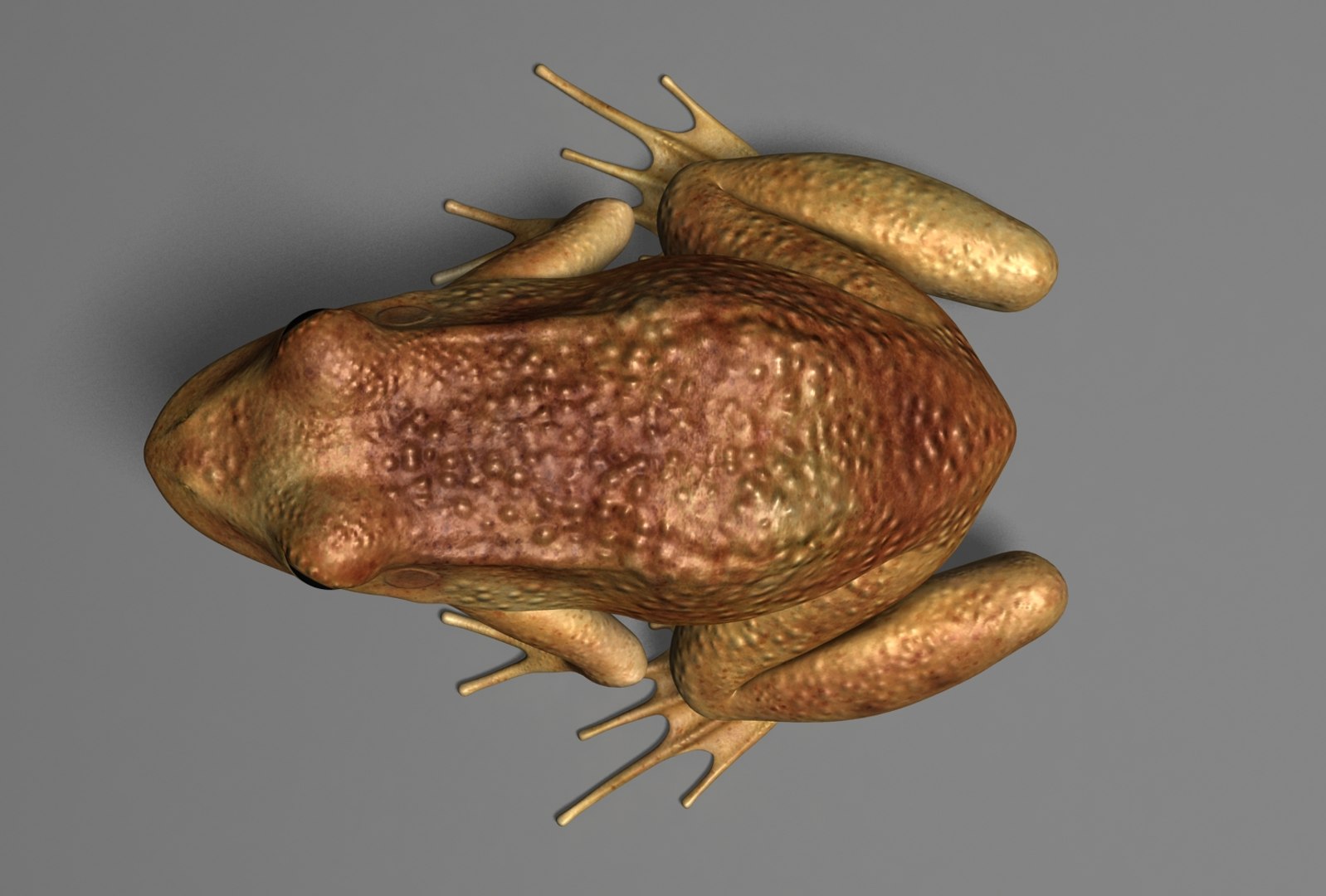 x toad toa https://p.turbosquid.com/ts-thumb/Mv/9lTkbK/taHpmlCe/toad_07/jpg/1487488912/1920x1080/fit_q87/612692f77977a9157e7e091bb5be8efd716c895d/toad_07.jpg