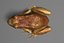 toad