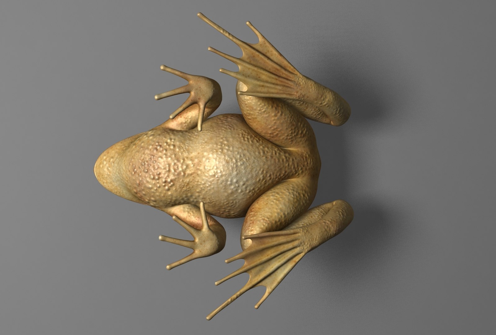 x toad toa https://p.turbosquid.com/ts-thumb/Mv/9lTkbK/yqXYKYqi/toad_08/jpg/1487488913/1920x1080/fit_q87/015bbe63cab4cb4cac261875a8631f96426c1700/toad_08.jpg