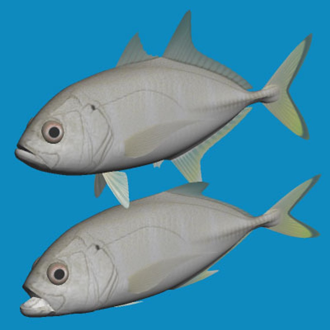 3dsmax bigeye trevally https://p.turbosquid.com/ts-thumb/Mv/Abgh5d/F7BnPFCF/bigeyetrevallya/jpg/1213238344/1920x1080/fit_q87/b0454aa7c9507444440c2577dbb6ee7dd0adffdf/bigeyetrevallya.jpg