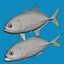 Bigeye trevally