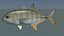 Bigeye trevally