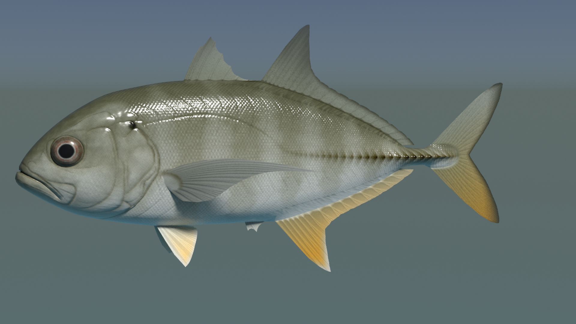 3dsmax bigeye trevally https://p.turbosquid.com/ts-thumb/Mv/Abgh5d/Pz/turntable/png/1616586191/1920x1080/turn_fit_q99/cf53c9bf877bacfeda3b6e6c77627423ec5bb063/turntable-1.jpg