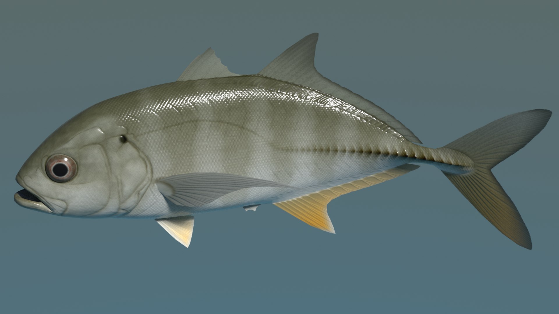 3dsmax bigeye trevally https://p.turbosquid.com/ts-thumb/Mv/Abgh5d/SZ/bigeyetrevallyimage2/png/1616586111/1920x1080/fit_q87/a73c45815319f1e07680b83b6cdcdbd08ed5a60a/bigeyetrevallyimage2.jpg