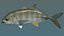 Bigeye trevally