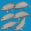 Bigeye trevally