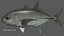 Bigeye trevally