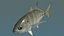 Bigeye trevally