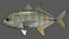 Bigeye trevally