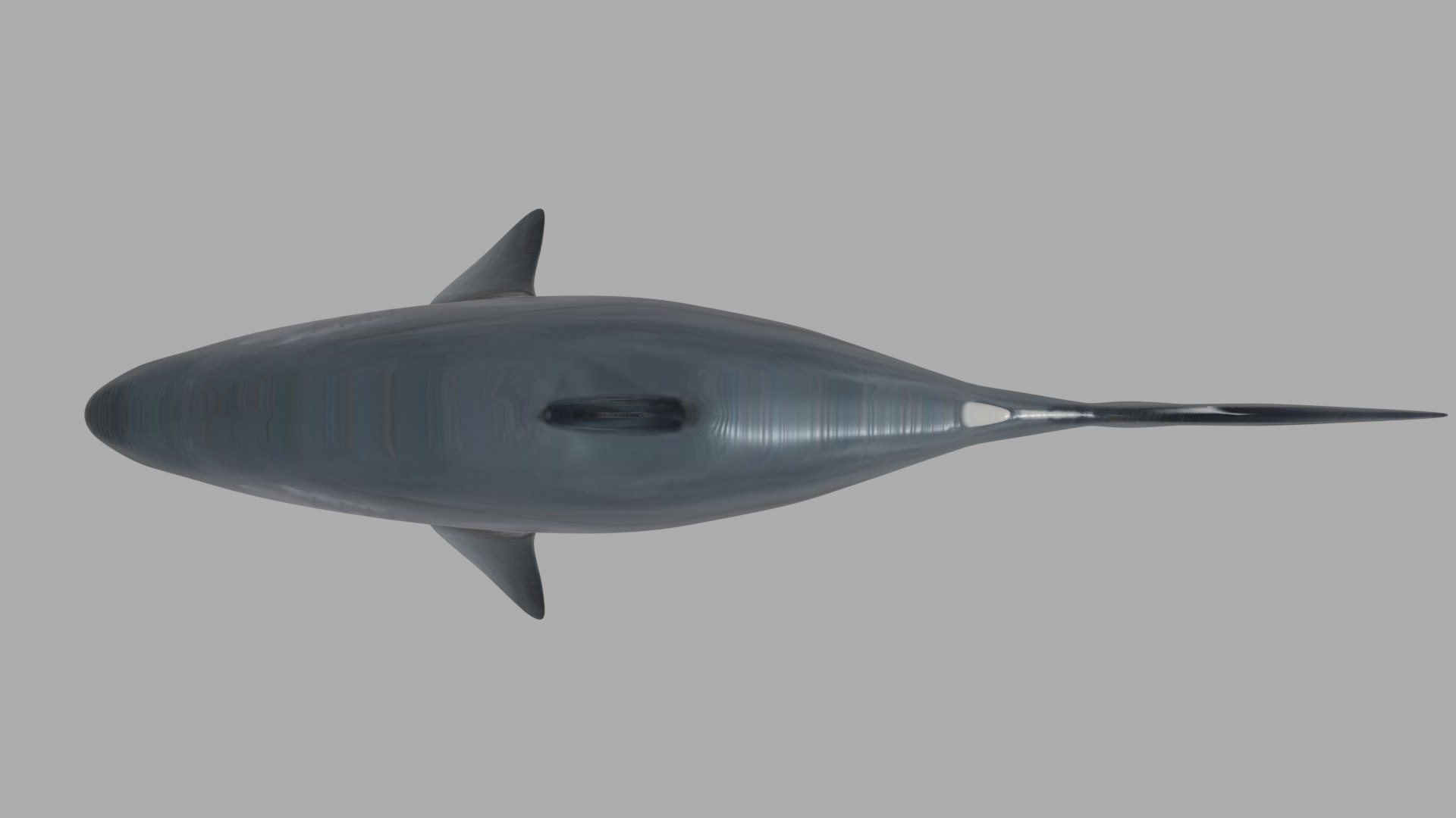 3D shark fish wildlife model https://p.turbosquid.com/ts-thumb/Mv/XWqWsk/0r10DX2N/o80yoih/png/1609256225/1920x1080/fit_q87/a67e9a236f7ecc728c81b4cac0056b620b8eb6e4/o80yoih.jpg