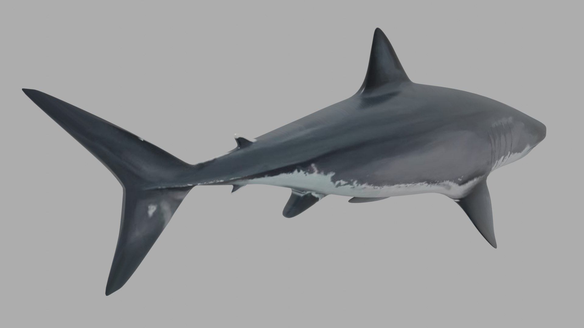 3D shark fish wildlife model https://p.turbosquid.com/ts-thumb/Mv/XWqWsk/CQzOmdc2/8yhoho/png/1609256171/1920x1080/fit_q87/2f565b413012580084a07e95bbbc13bf95f6f8f9/8yhoho.jpg