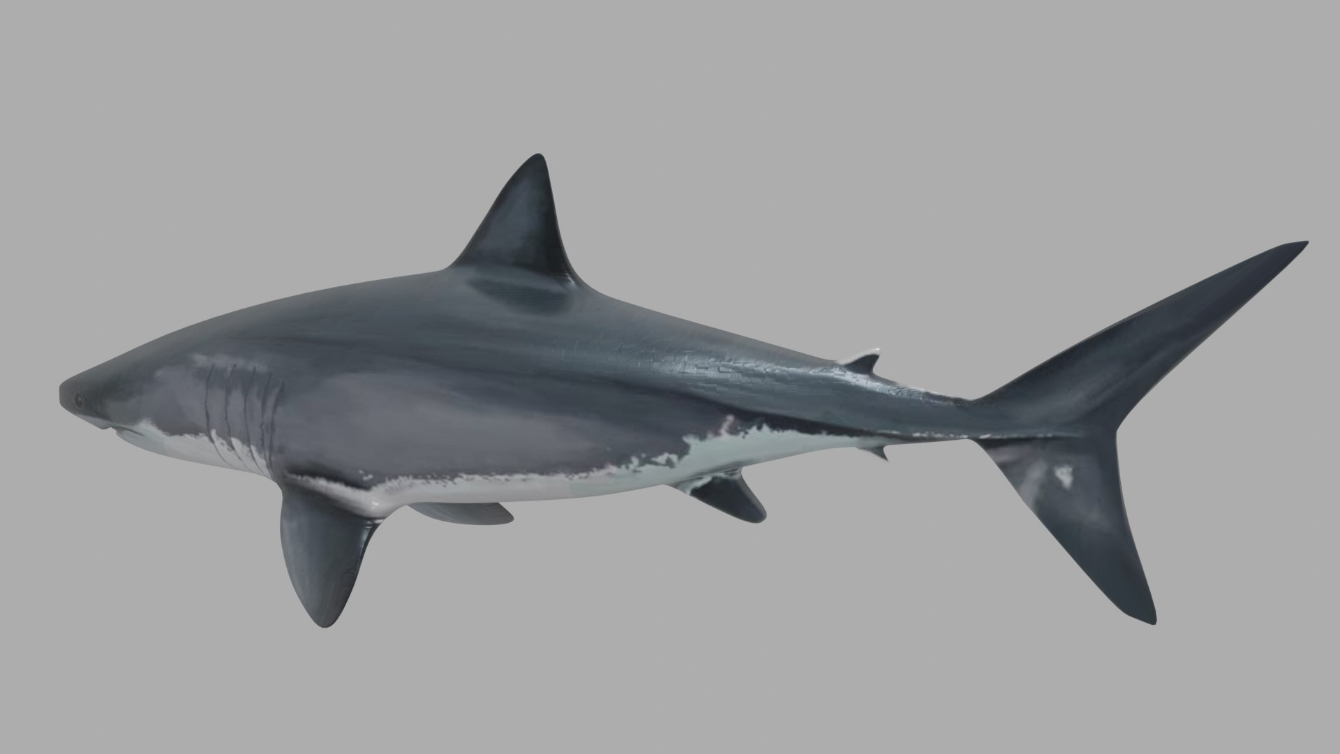 3D shark fish wildlife model https://p.turbosquid.com/ts-thumb/Mv/XWqWsk/EPlM1ufD/976ty9i/png/1609256191/1920x1080/fit_q87/b91f78a14825953c9bc9564423a549743a5ce902/976ty9i.jpg