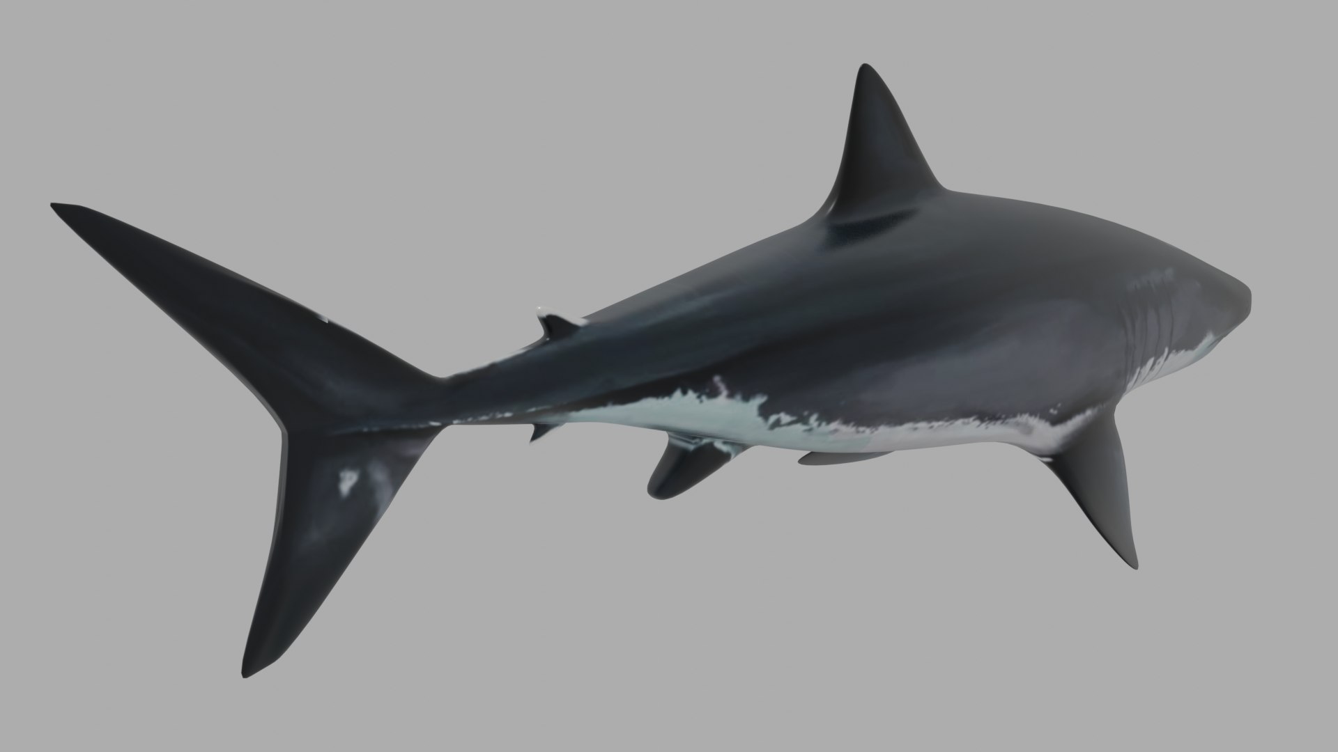 3D shark fish wildlife model https://p.turbosquid.com/ts-thumb/Mv/XWqWsk/V77YYu8L/pujpo/png/1609256320/1920x1080/fit_q87/244f79efe4be721b2f827b2afa1fd9c5574b7328/pujpo.jpg