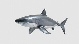 Shark