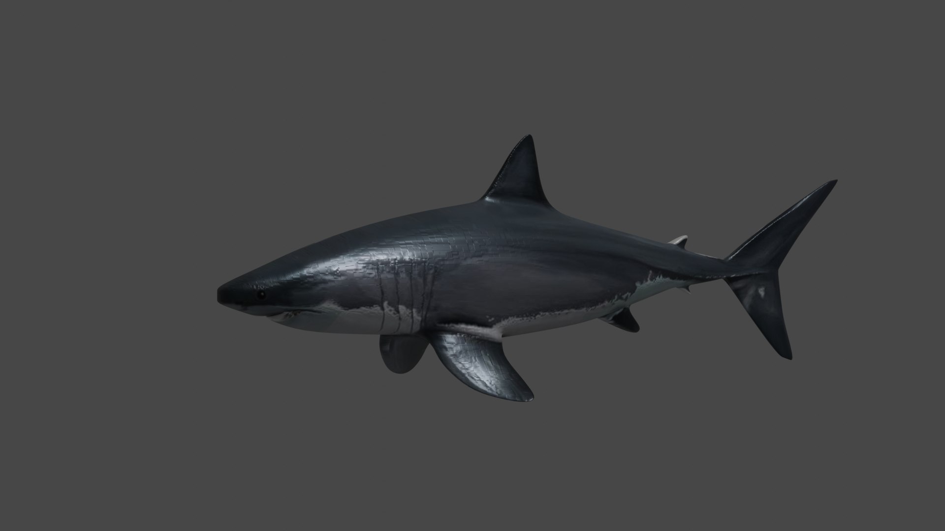 3D shark fish wildlife model https://p.turbosquid.com/ts-thumb/Mv/XWqWsk/c9YVA0Ap/i7tg8i/png/1609256201/1920x1080/fit_q87/fbc89c201f7d556d46f2f1453e4bc49856de502a/i7tg8i.jpg