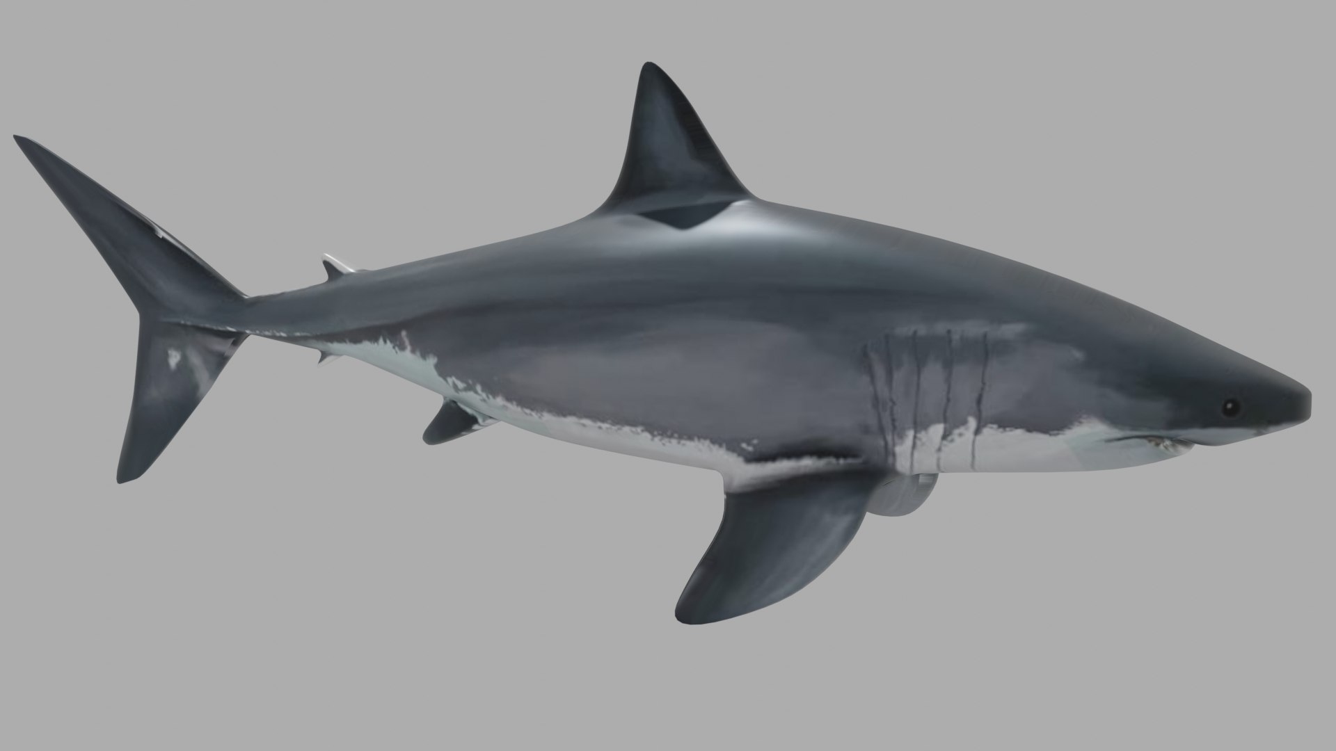 3D shark fish wildlife model https://p.turbosquid.com/ts-thumb/Mv/XWqWsk/pqiuK876/pipo/png/1609256306/1920x1080/fit_q87/1c29d128ba961eb3d23f2b0d1fee68849e4e2fda/pipo.jpg