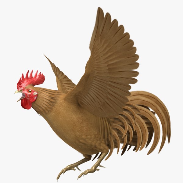 Chicken Maya Models for Download | TurboSquid