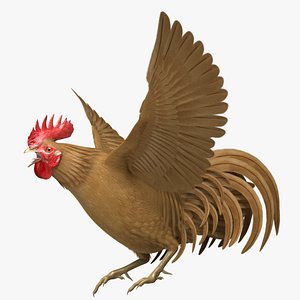 Gallus Domesticus "Buff Domestic Rooster"