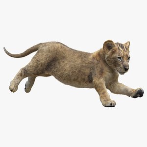 Lion cub AMINATED
