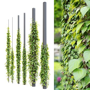 3D Vine plant 03